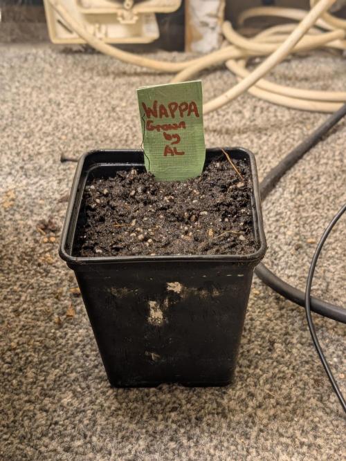 Al's Cannabis Grow. Week 0