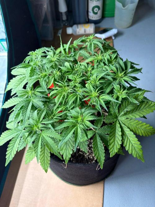 Fast Buds Frostbanger Auto | Mars Hydro. Week 4 - 18 Oct, day 29: whole plant from above under room light, flat canopy from LST
