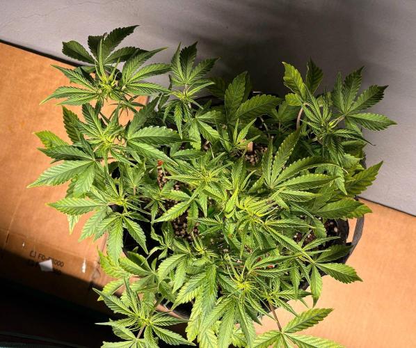 Fast Buds Blue Dream Auto | Mars Hydro. Week 5 - Day 30 · From above after the cleanup