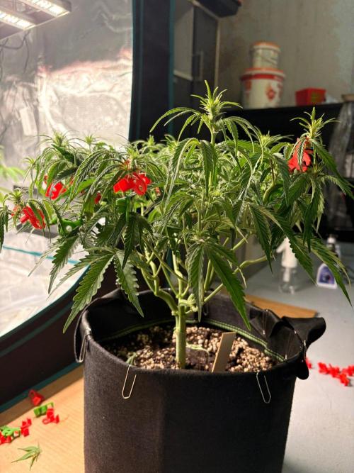 Fast Buds Gelato Auto | Mars Hydro. Week 6 - Day 38 · View from the side, she's getting bushy