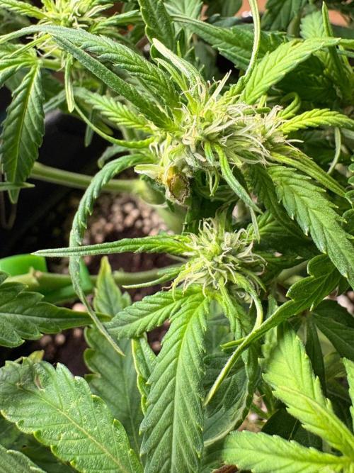 Fast Buds Blue Dream Auto | Mars Hydro. Week 6 - Day 36 · One of the tops snapped of
