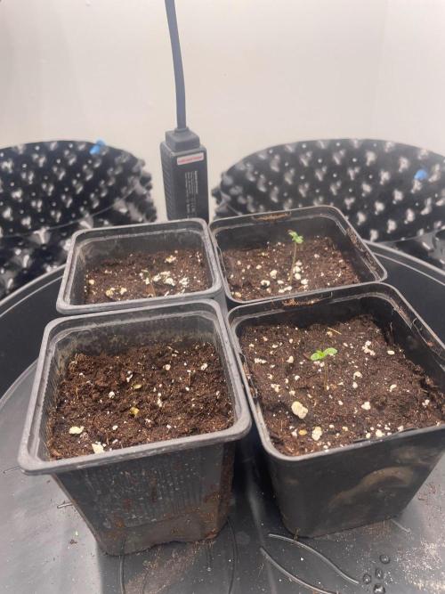First indoor grow. Week 0 - Už rostou 6.10.2026 