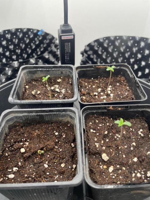 First indoor grow. Week 0 - Jedné rostlině Runz X Layer Cake se moc nechce tak snad se rozjede 7.9.2026