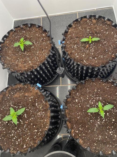 First indoor grow. Week 0 - 15.10.2026