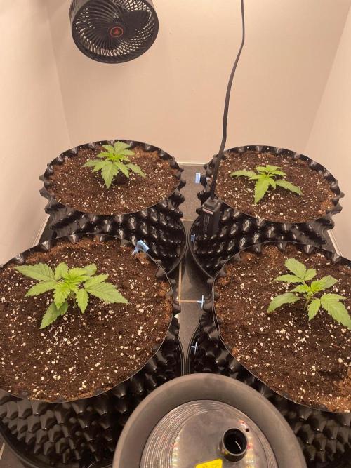 First indoor grow. Week 1