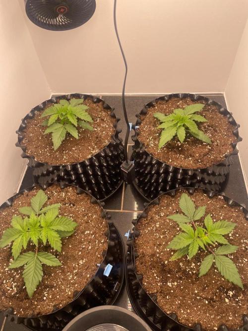 First indoor grow. Week 1 - 22.10