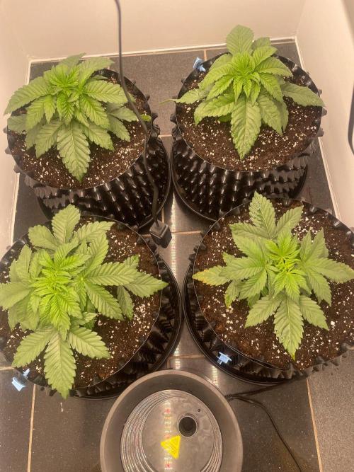 First indoor grow. Week 2 - 28.10
Rostlinám se daří stále dobře, zítra nebo pozítří rostliny zastřihnu 