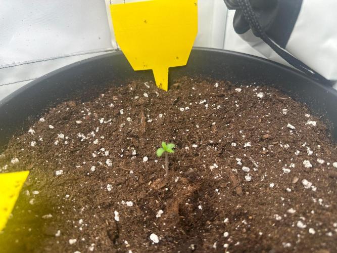 Automaticgrow. Week 0 - Die Gorilla Cookies hat sich direkt gut entwickelt 