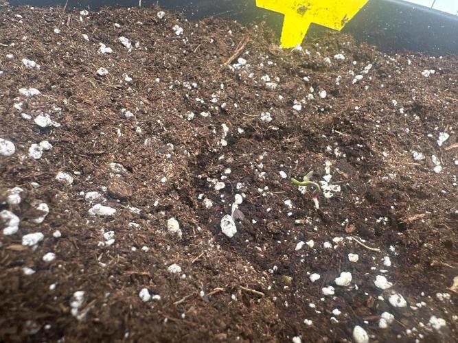 Automaticgrow. Week 0 - Der Tropical musste ich helfen die Samenschale abzulegen, deswegen so traurig 