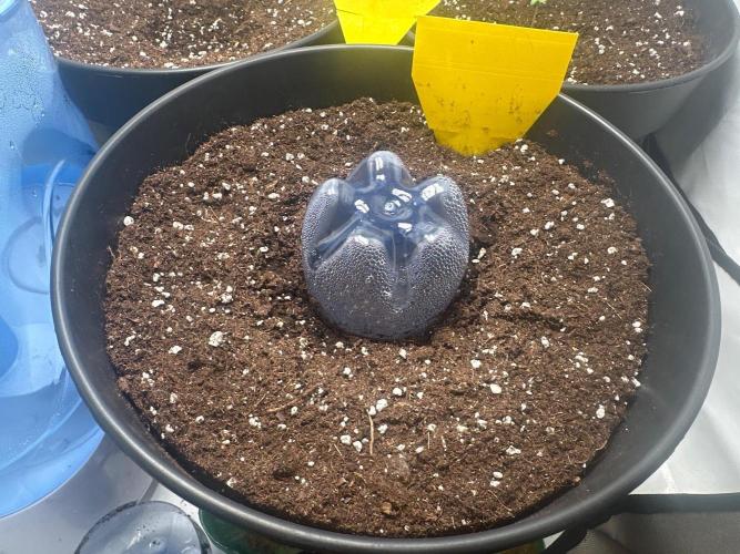 Automaticgrow. Week 0 - Die Big Bang will noch nicht 