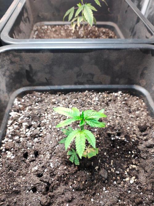 My First Diary.. Week 1 - This strain is Laughing Buddha.