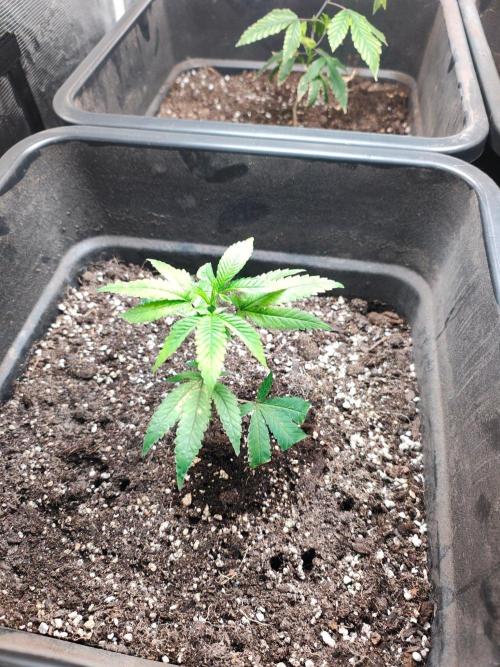 My First Diary.. Week 1 - This strain Is Amnesia.