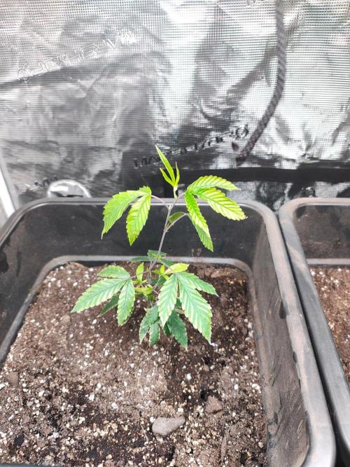 My First Diary.. Week 1 - This Is Gelato 45 P1