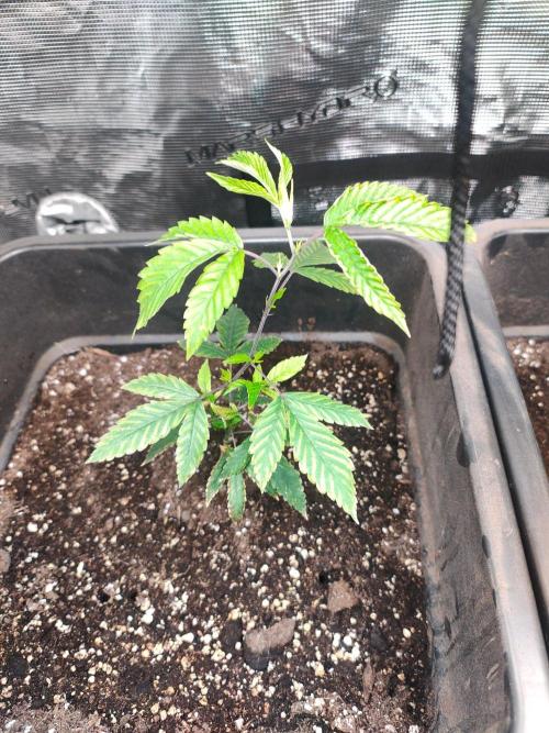 My First Diary.. Week 1 - This Is Gelato 45 P2