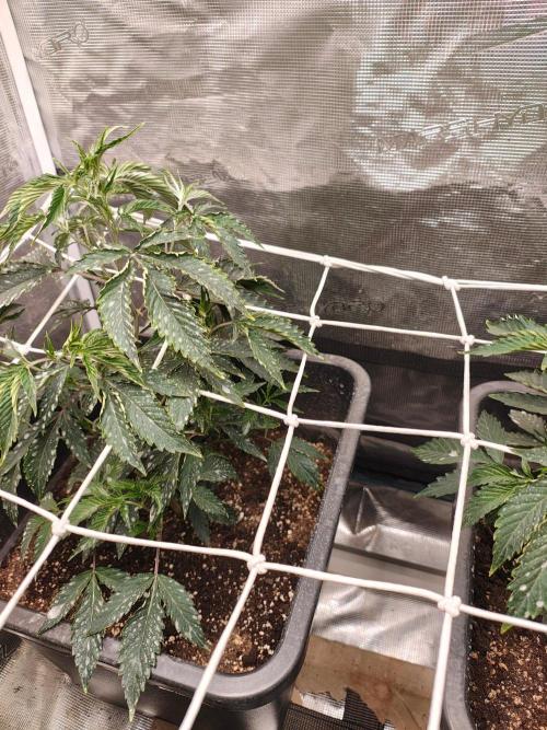 My First Diary.. Week 3 - Scrog