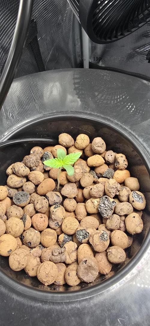 First Grow. Week 1 - wedding cake 1 died this week but skywalker stayed strong