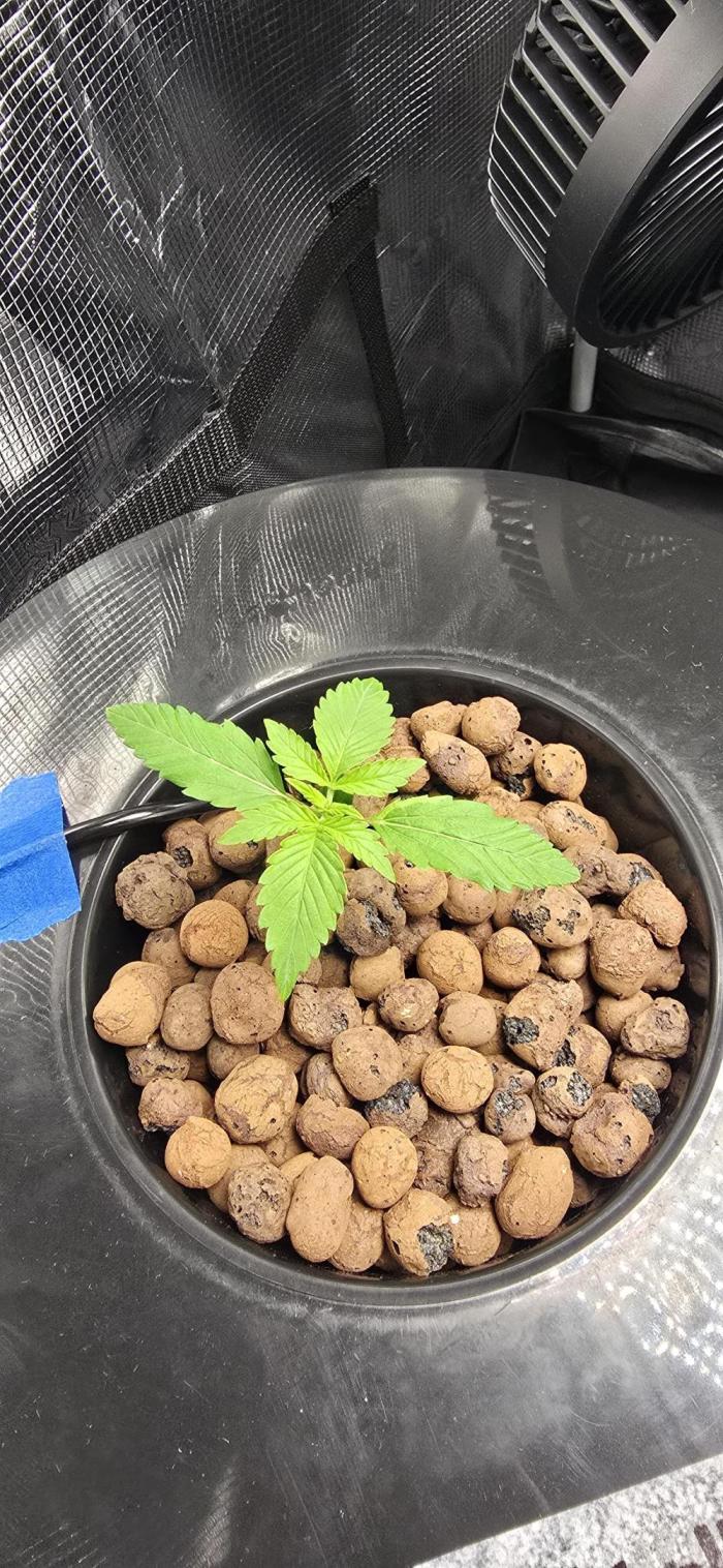 First Grow. Week 2 - skywalker going strong. got it's first nutrients this week. wedding cake popped and is good no pic