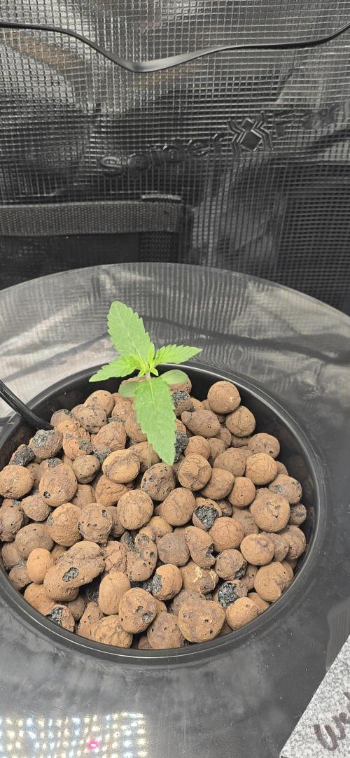 First Grow. Week 1 - wedding cake 2 is about a week behind skywalker.