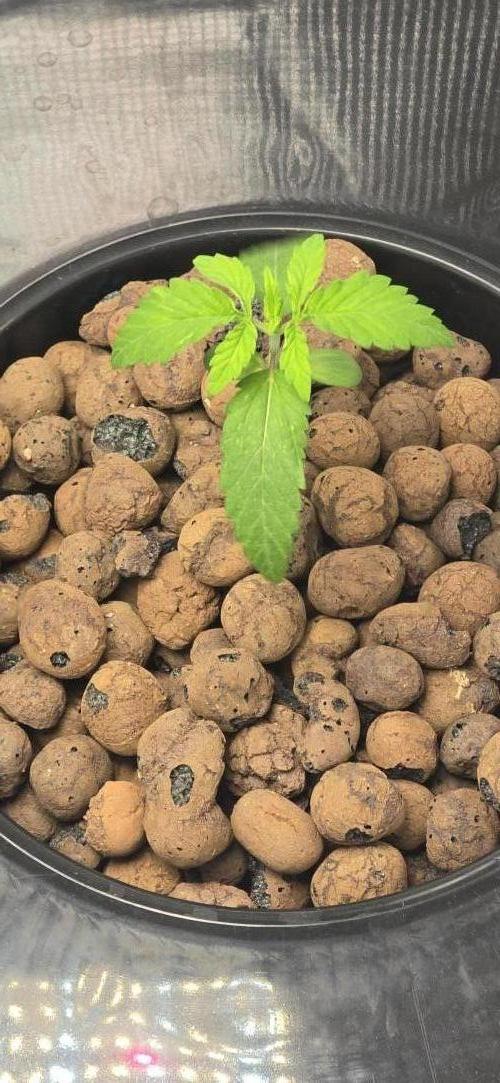 First Grow. Week 1 - wedding cake at the end of week 1. roots are doing amazing and just got her 1st nutrients 