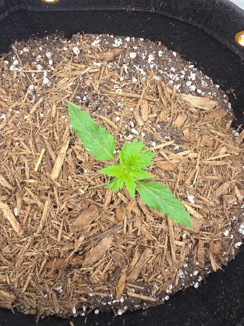 Critcal Mass. Week 0