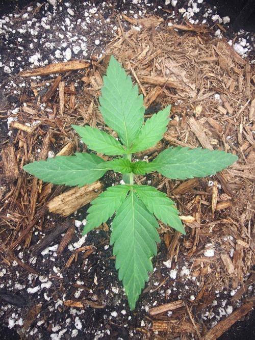 Critcal Mass. Week 0