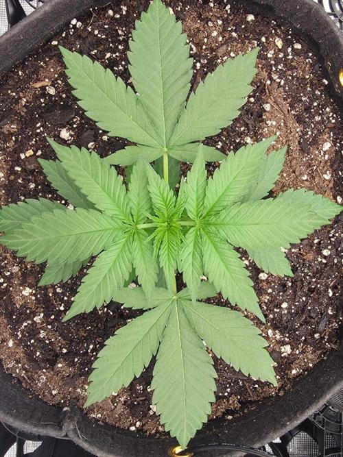 Critcal Mass. Week 8