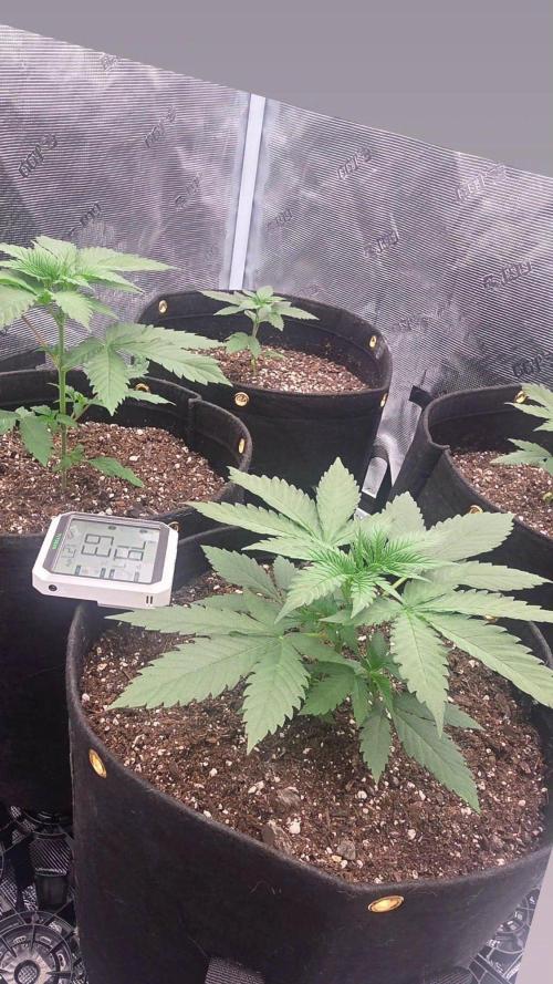 Critcal Mass. Week 8
