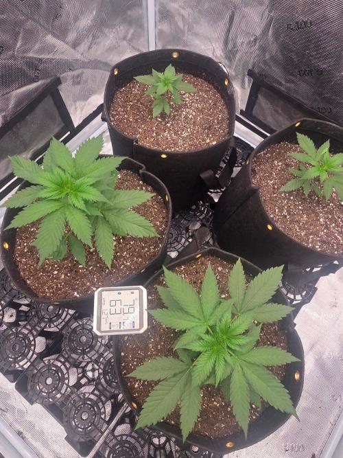 Critcal Mass. Week 8