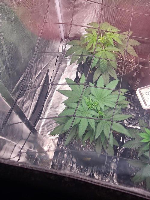 Critcal Mass. Week 8