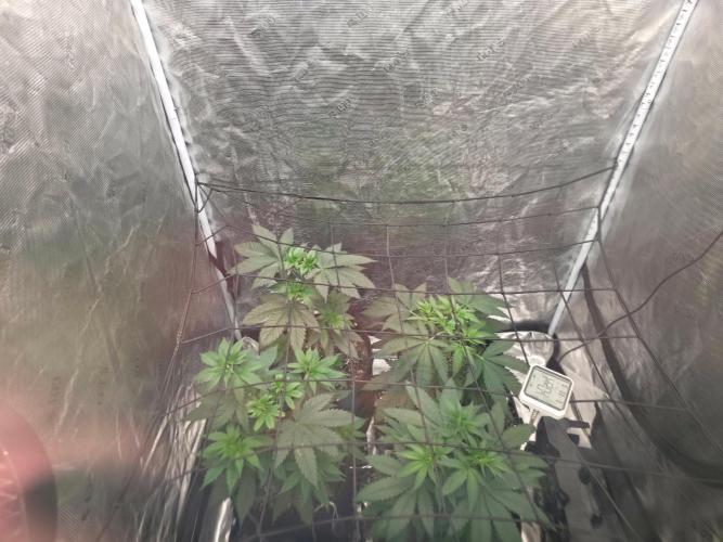 Critcal Mass. Week 8