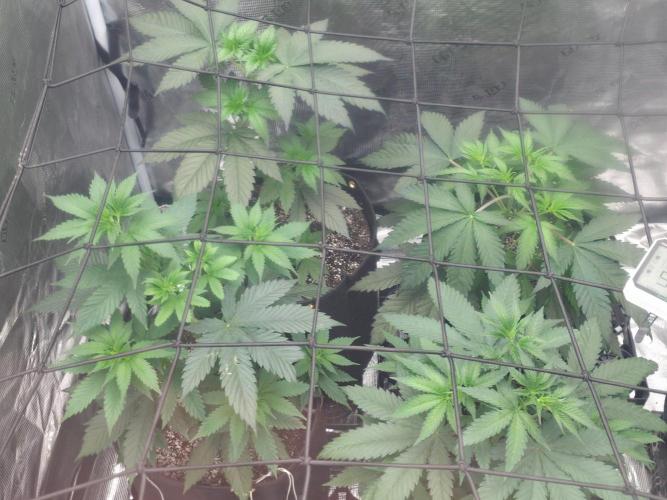 Critcal Mass. Week 8