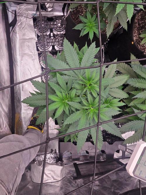 Critcal Mass. Week 8