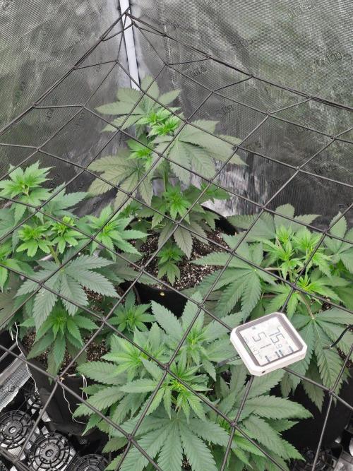 Critcal Mass. Week 8