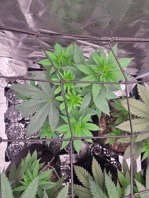 Critcal Mass. Week 8