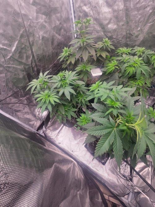 Critcal Mass. Week 8