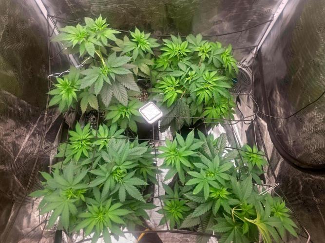 Critcal Mass. Week 8
