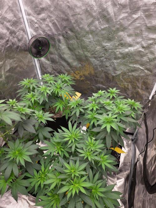 Critcal Mass. Week 8