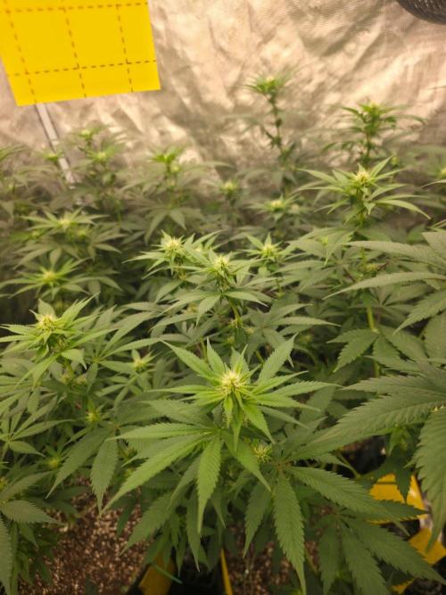 Critcal Mass. Week 9