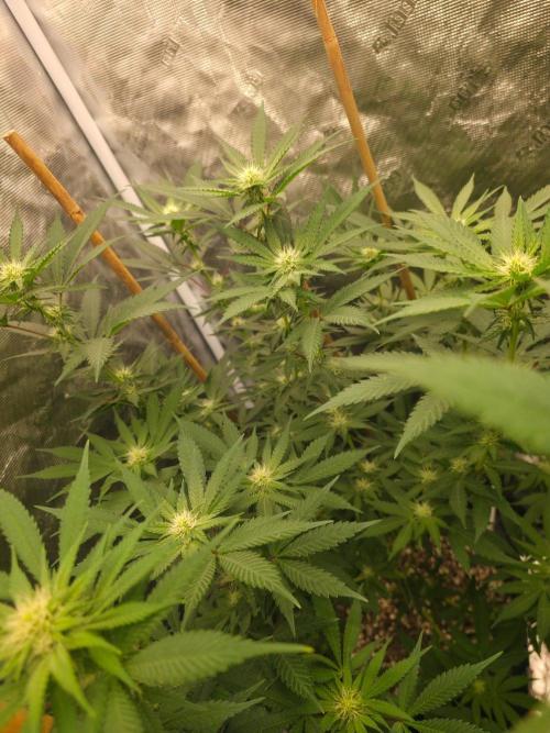 Critcal Mass. Week 9