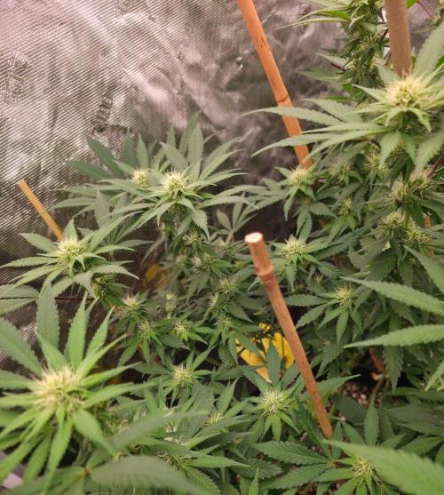 Critcal Mass. Week 9