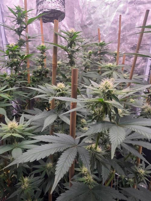 Critcal Mass. Week 9
