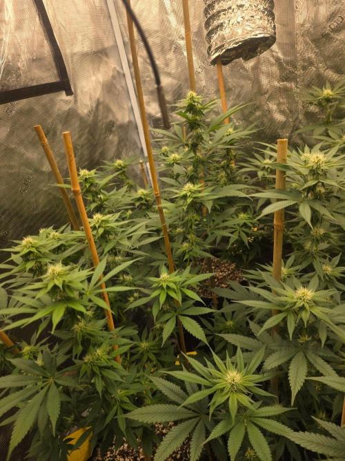 Critcal Mass. Week 9