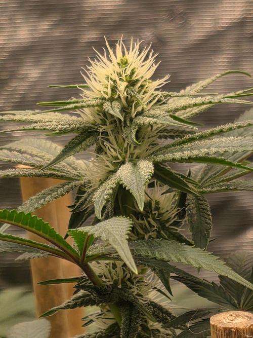Critcal Mass. Week 9