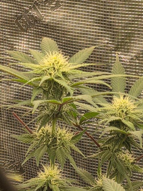 Critcal Mass. Week 9