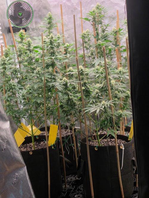 Critcal Mass. Week 9