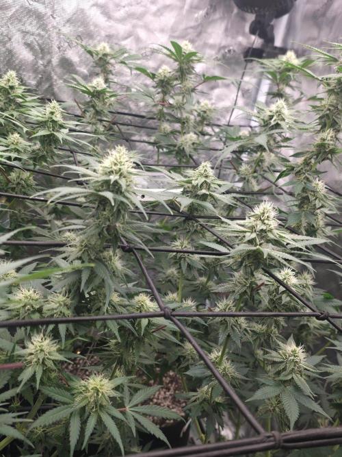 Critcal Mass. Week 9