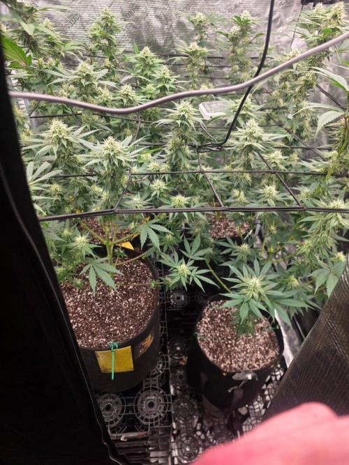 Critcal Mass. Week 9