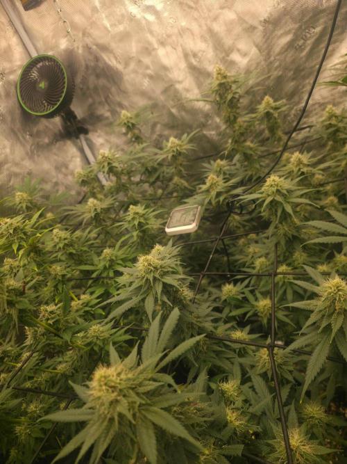 Critcal Mass. Week 9