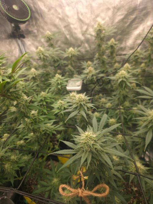 Critcal Mass. Week 9