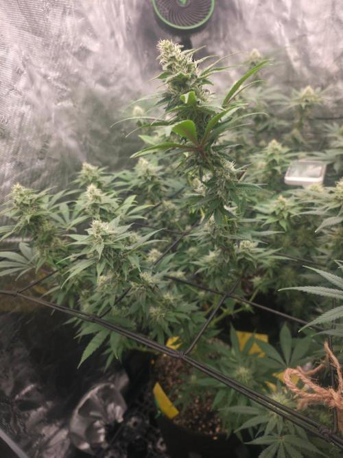 Critcal Mass. Week 9